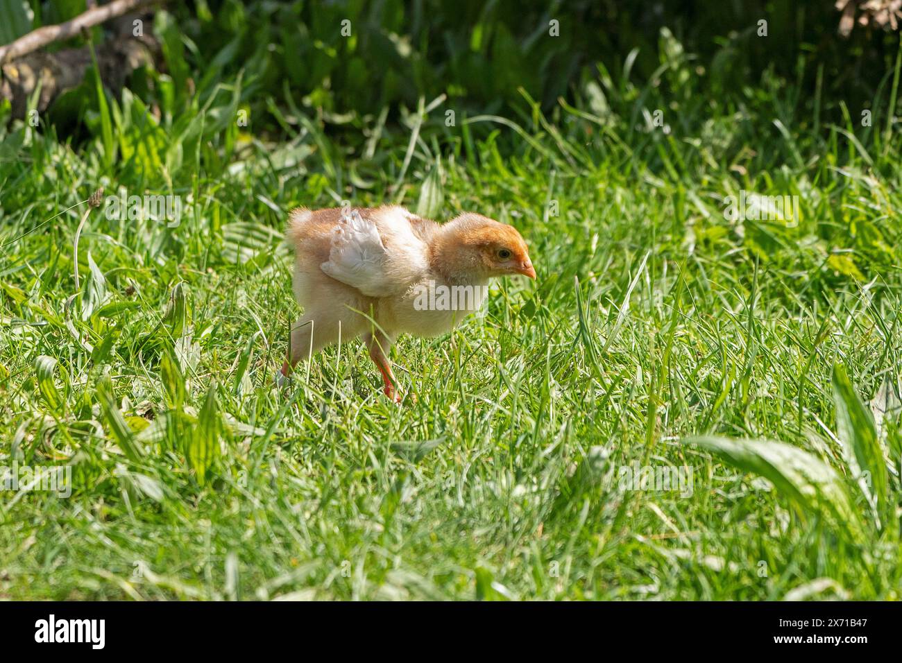 Wyandotte chick, Wittorf, joint community Bardowick, Lower Saxony, Germany Stock Photo