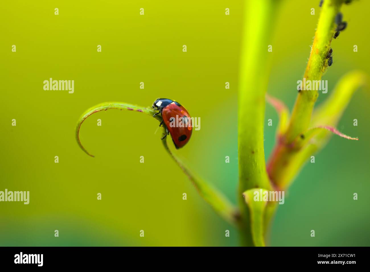 Ladybug on rose, in the background, ants and lice Stock Photo - Alamy