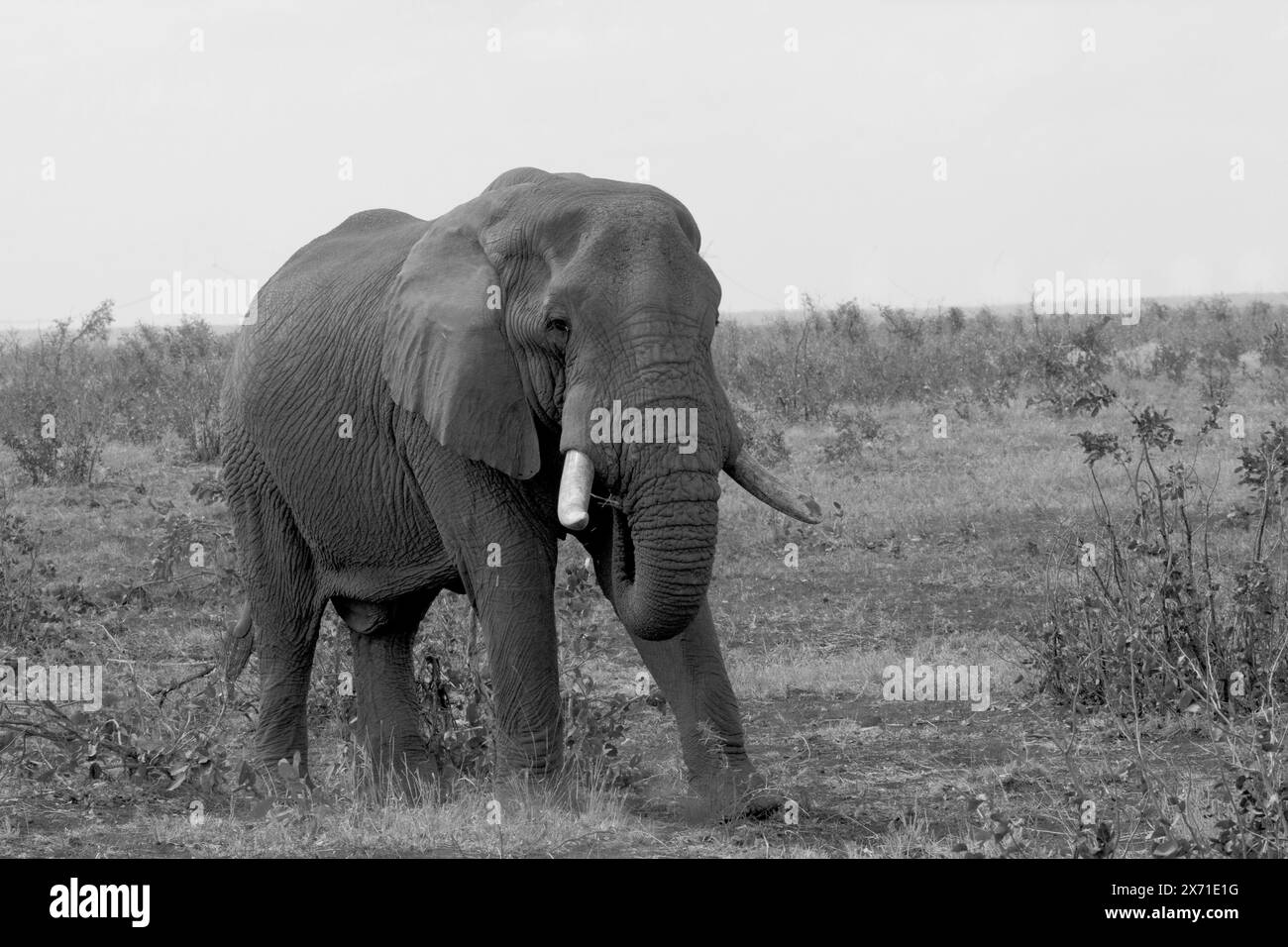 Elephant. Loxodonta Africana. Black and white studies Stock Photo