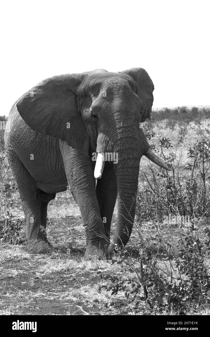 Elephant. Loxodonta Africana. Black and white studies Stock Photo