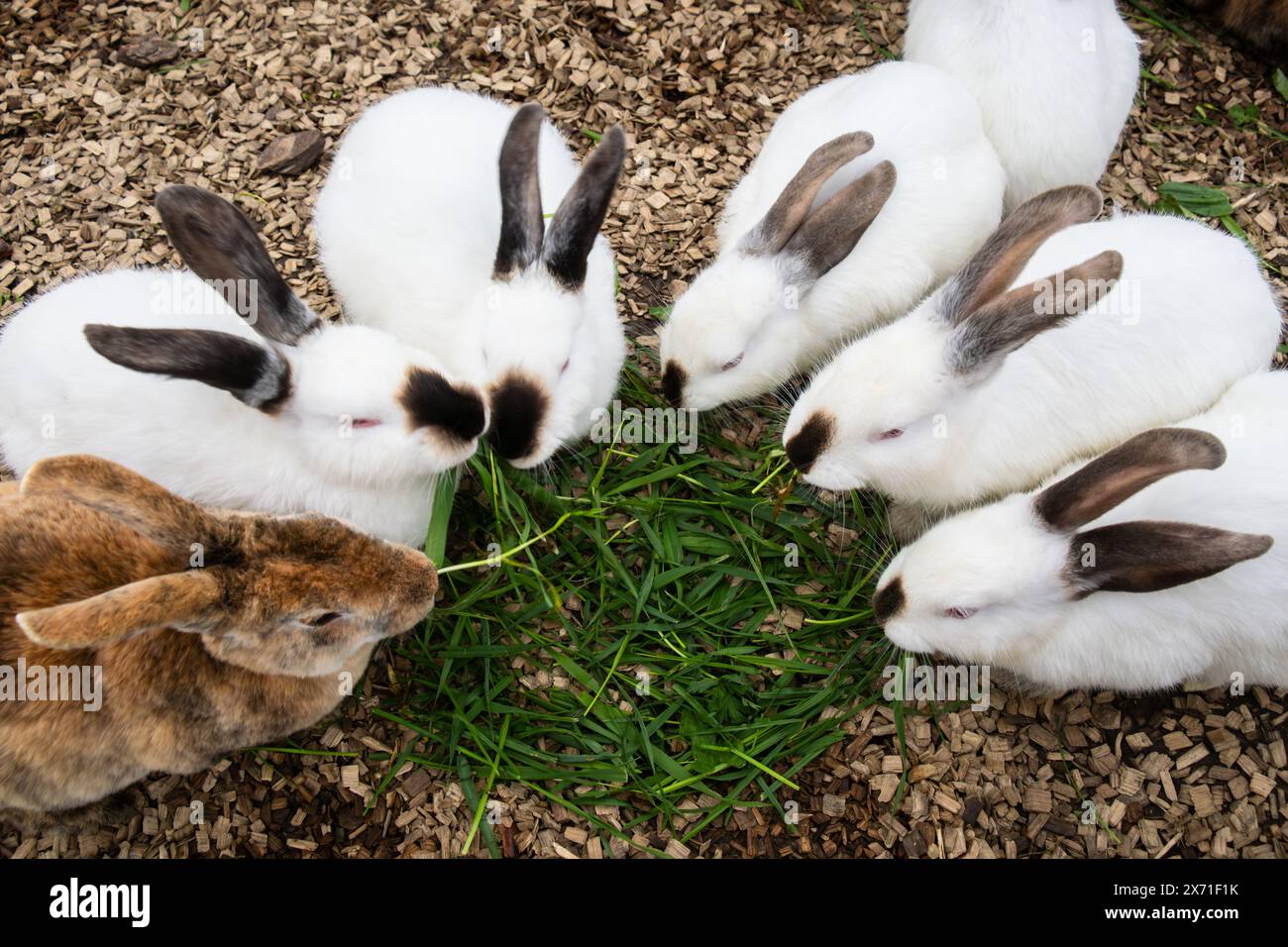 Group of rabbits gathered in a circle eating fresh green grass on wood