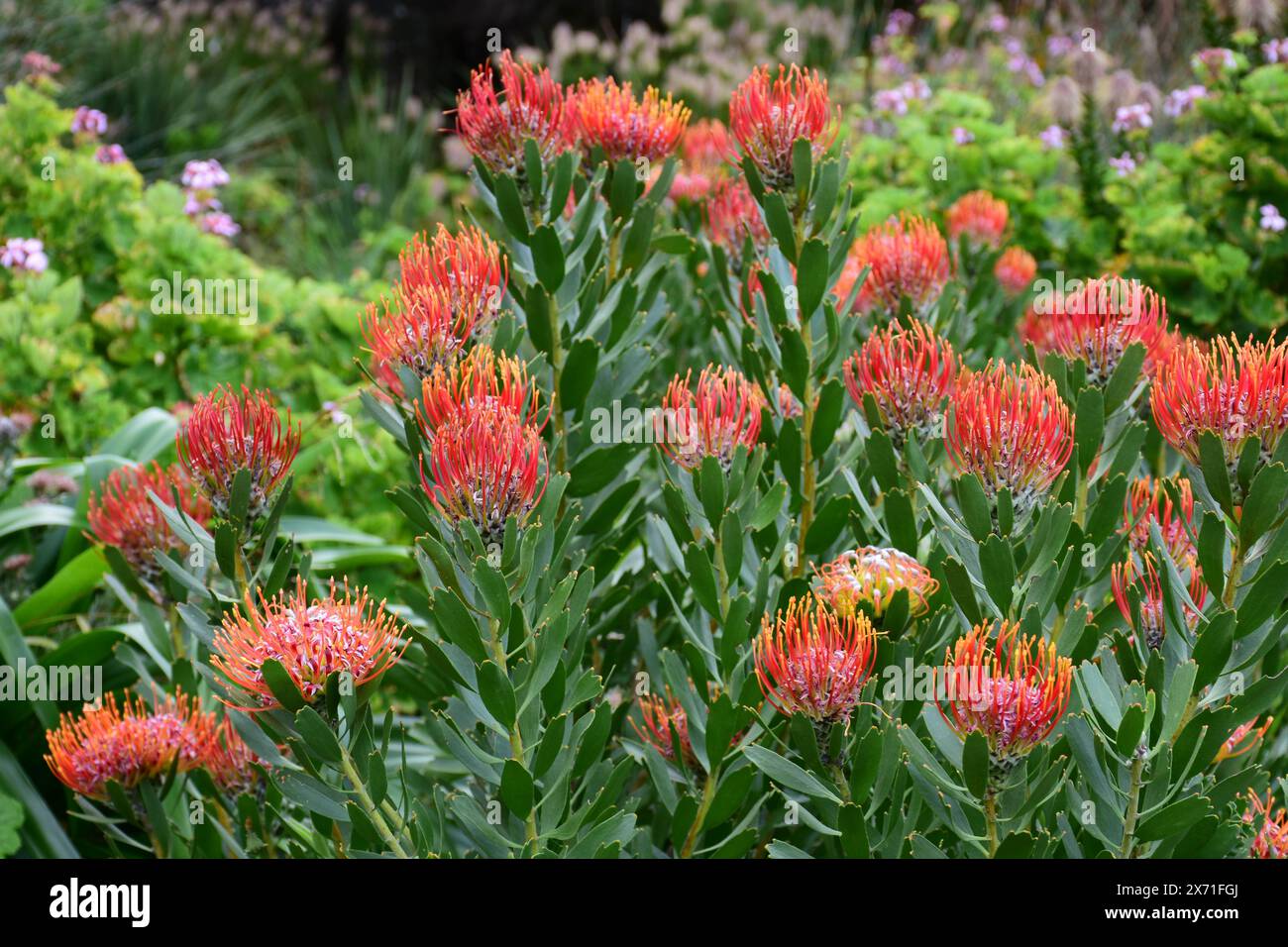 Pincushion Protea, Leucospermum, Kirstenbosch National Botanical Garden, Newlands, near Cape Town, South Africa Stock Photo