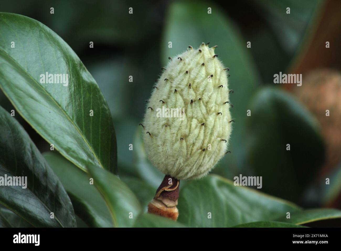 Close-up of the seed pod of a Magnolia grandiflora 'Bracken's Brown Beauty' Stock Photo