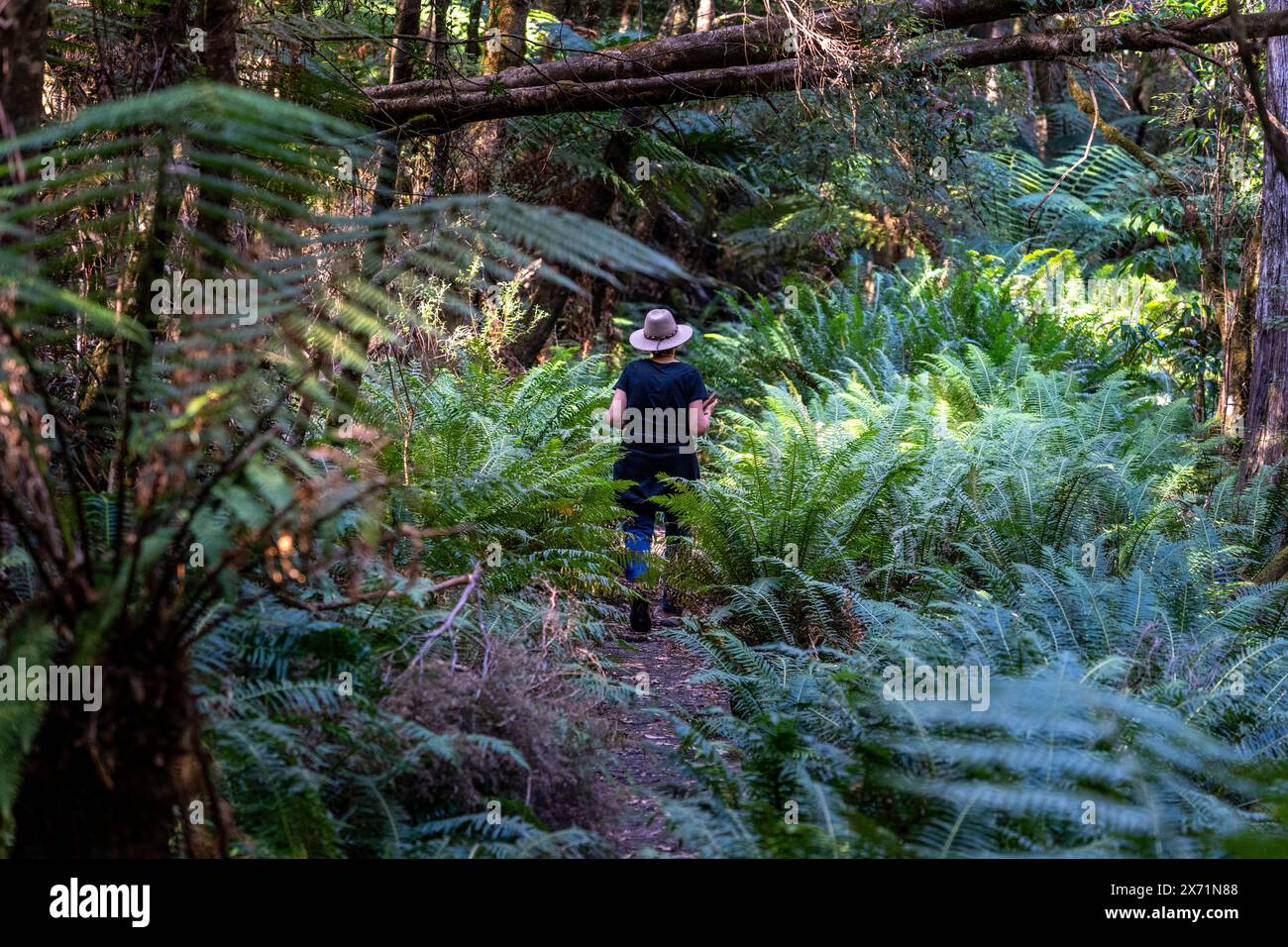 Walking tracks tasmania hi-res stock photography and images - Alamy