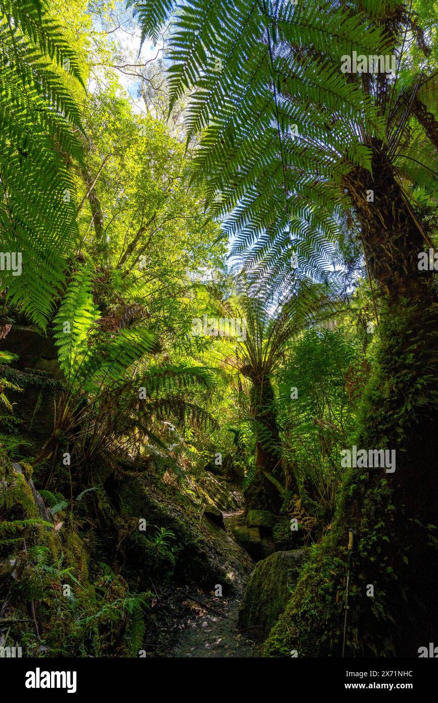 Tasmanian Tree Ferns (Dicksonia antarctica) growing in temperate rainforest near mouth of Mystery Creek Cave, Southern Tasmania Stock Photo