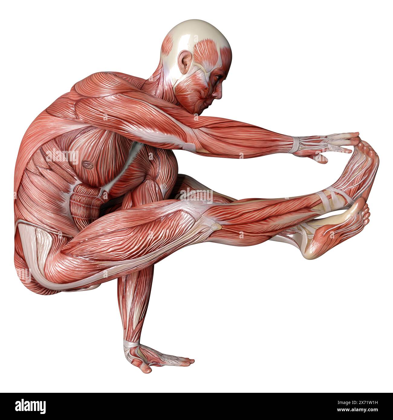 Rest Muscle Map 3D rendering of a male figure with muscle maps isolated on white ...