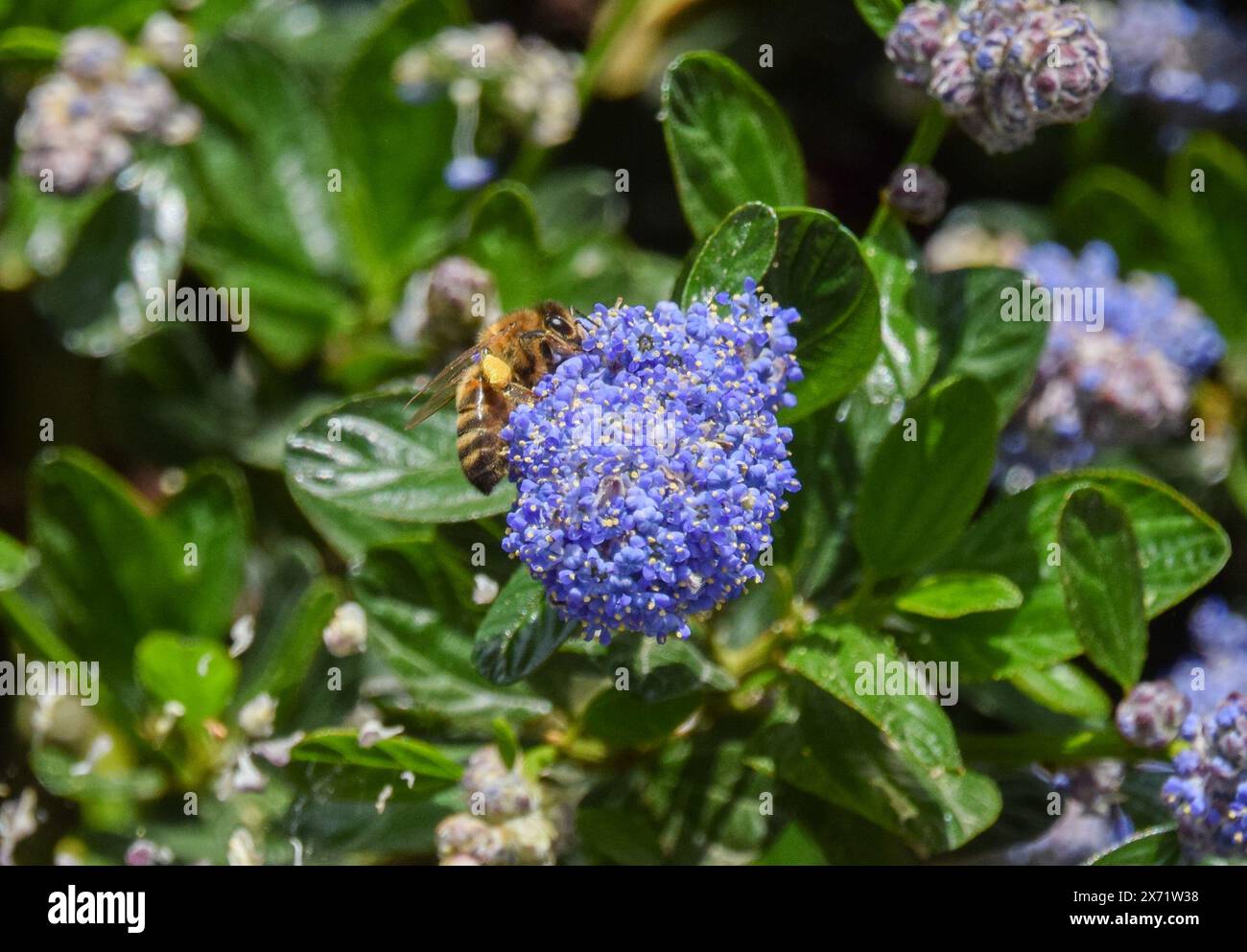 London, UK. 17th May 2024. A bee pollinates California lilac (ceanothus) flowers on a warm, sunny day. Credit: Vuk Valcic/Alamy Live News Stock Photo