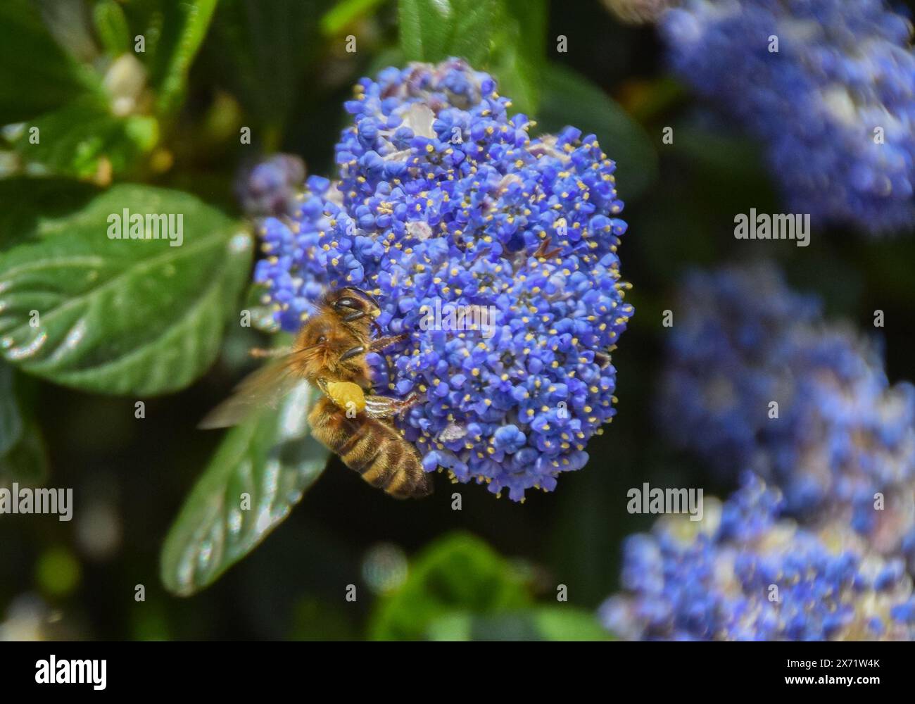 London, UK. 17th May 2024. A bee pollinates California lilac (ceanothus) flowers on a warm, sunny day. Credit: Vuk Valcic/Alamy Live News Stock Photo