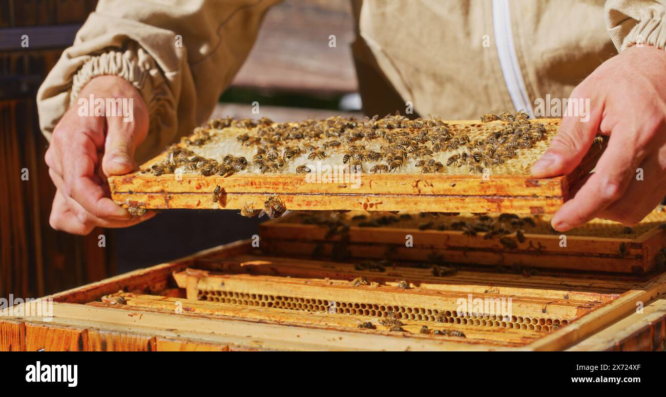 Bees in comb producing hi-res stock photography and images - Alamy