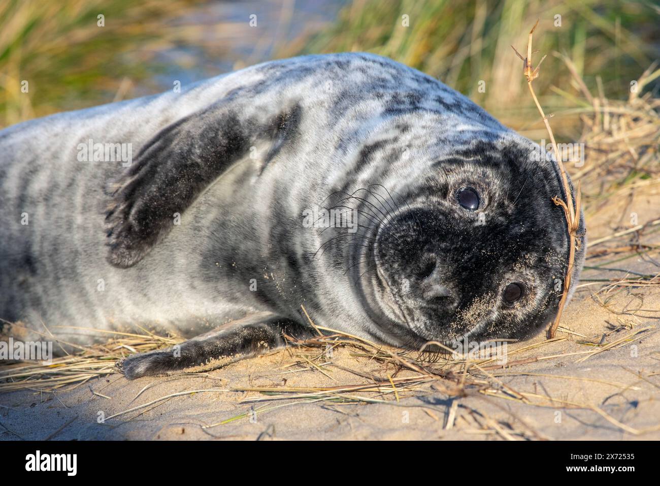 A cute Atlantic Grey Seal pup at Horsey beach in Norfolk, UK Stock ...