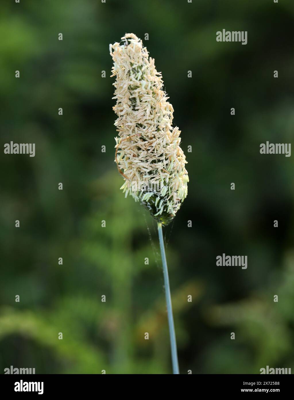 Timothy, Timothy-grass, Meadow Cat's-tail or Common Cat's Tail, Phleum pratense, Poaceae. An abundant perennial grass native to most of Europe. Stock Photo