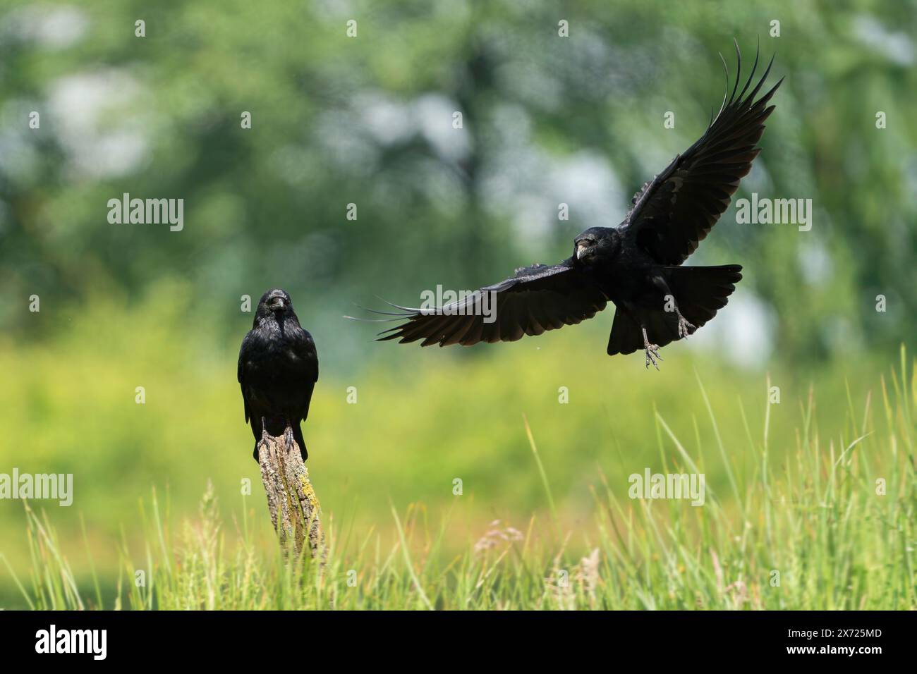carrion crow, Corvus corone Stock Photo