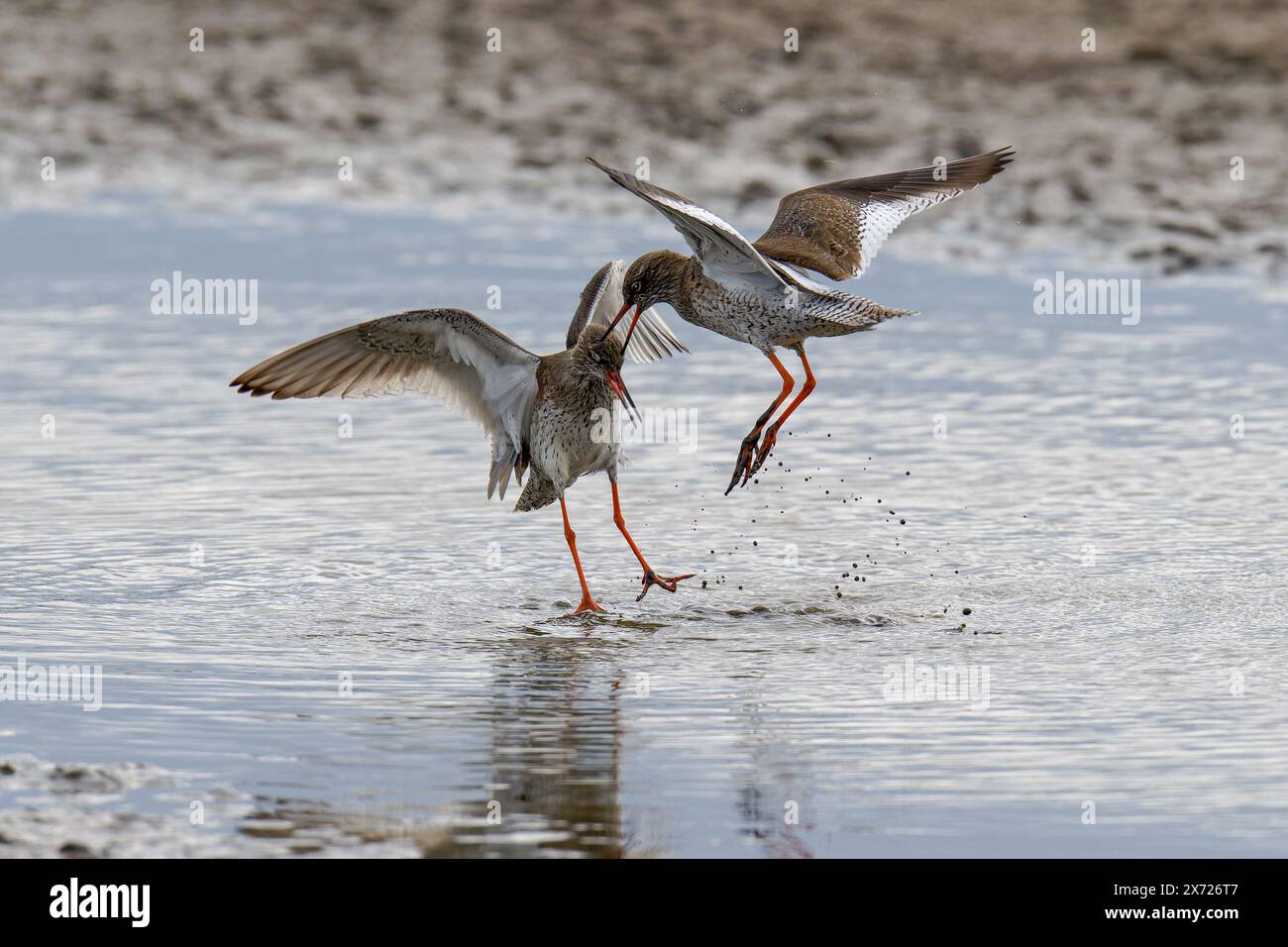 Pair of Redshanks-Tringa totanus display aggression Stock Photo - Alamy