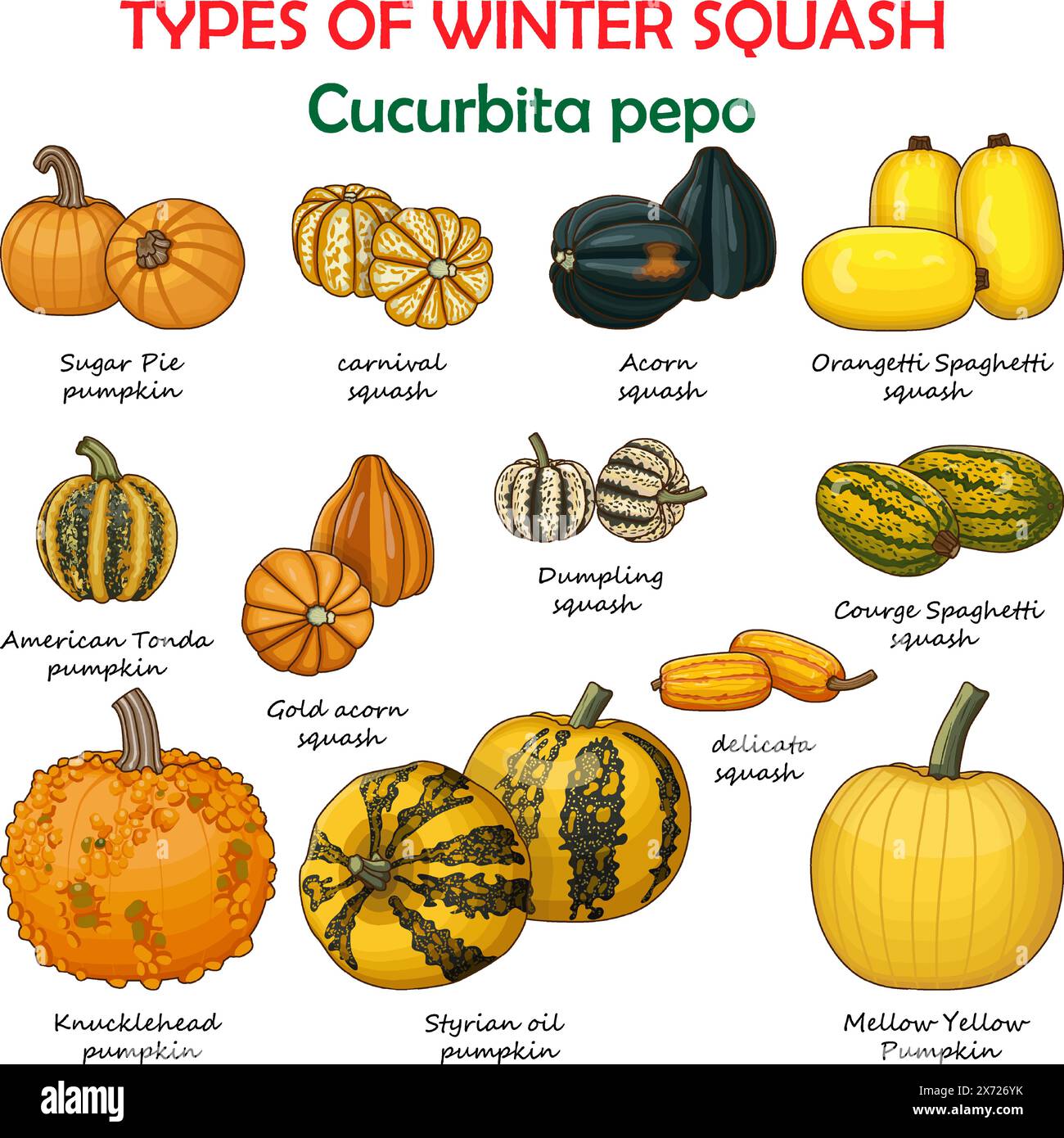 Types of winter squash. Cucurbita pepo. Cucurbitaceae. Fruits and vegetables. Isolated vector illustration. Clipart. Stock Vector