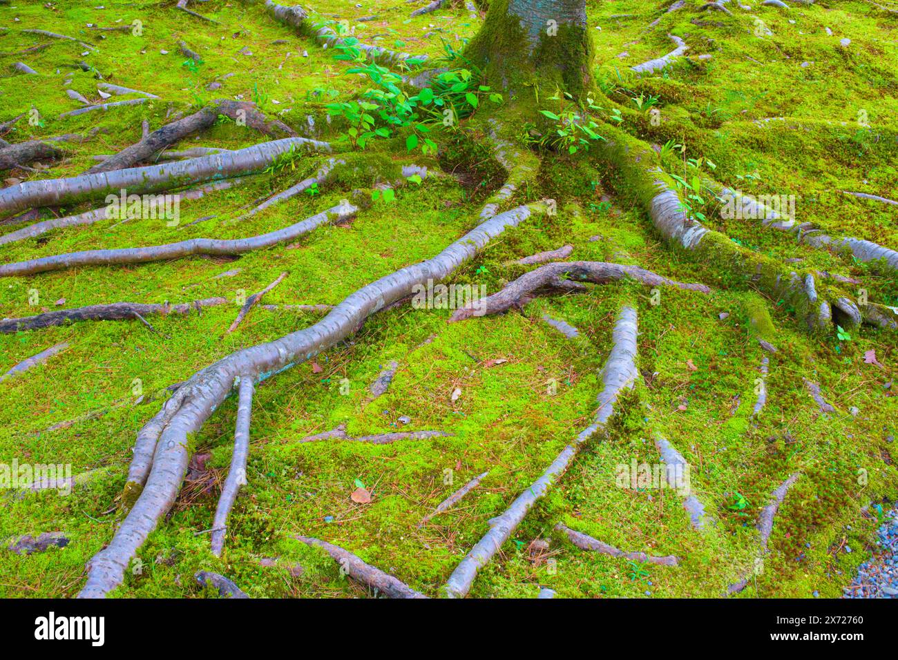Japan, Kyoto, Imperial Palace, Sento Palace, garden, moss, tree roots ...