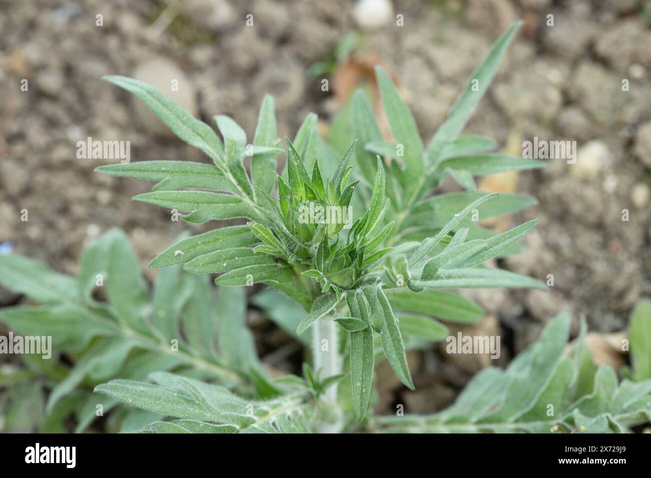 Habit of a field scabious (Knautia arvensis). Appearance of the plant before blooming in spring. Stock Photo