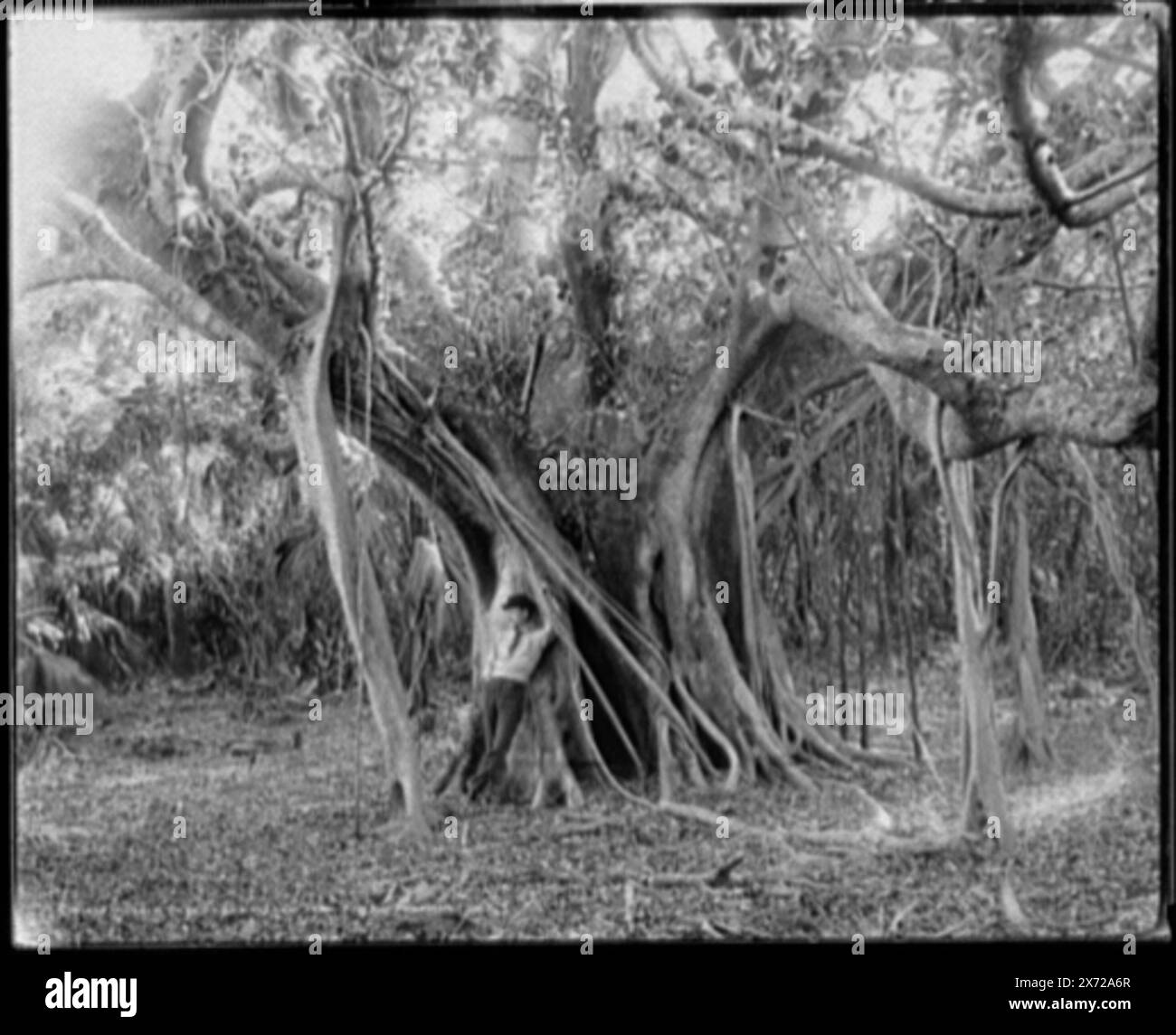 Rubber tree, Lake Worth, Fla., 8 x 10 negative by Detroit Publishing Co. is also available, LC-D4-3678., 'Detroit Photographic Co.' and '01480' on negative., Detroit Publishing Co. no. 01480., Gift; State Historical Society of Colorado; 1949,  Rubber trees. , United States, Florida, Lake Worth. Stock Photo