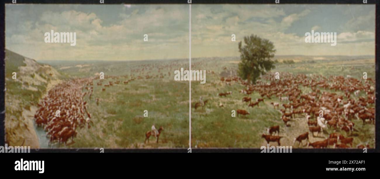Rounding up a herd on a Texas Ranch, Panoramic photo of cowboys on ...