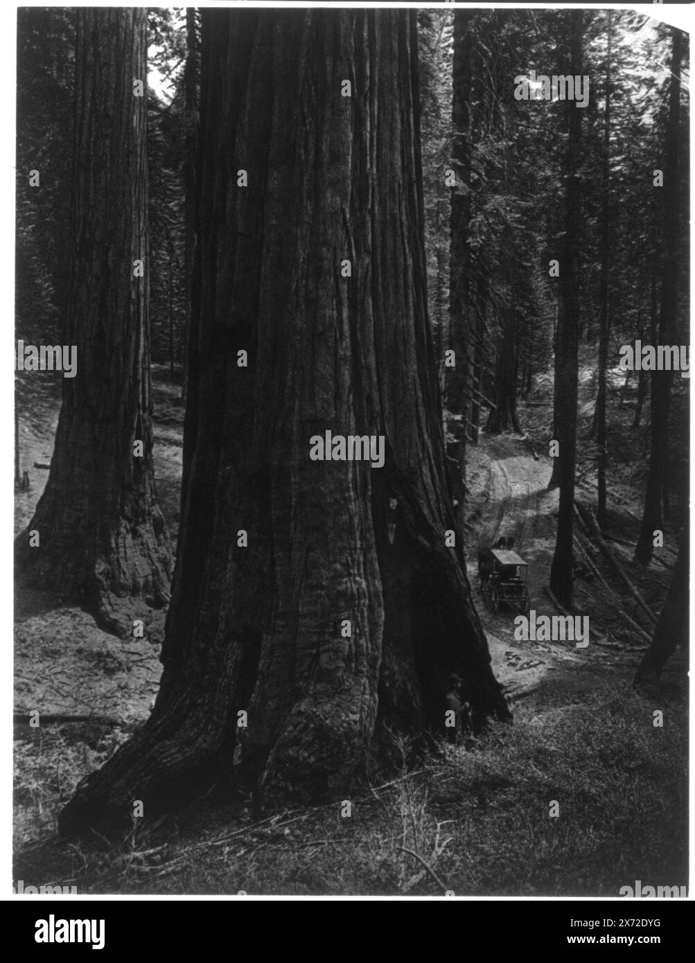 Mariposa Grove of big trees. 'Three graces', Title from Catalogue J. - part two, plain, platinum and hand colored photographs of American scenery and architecture. Detroit : Detroit Photographic Company. 1901, page 7, no. 06258., Detroit Publishing Company Photograph Collection (Library of Congress)., Exhibited as a digital copy in: 'Not an Ostrich: And Other Images from America's Library' at the Annenberg Space for Photography, 2018; Detroit Publishing Co. section., Annenberg batch 15. Giant sequoias, California, Mariposa Grove, 1890-1910. Stock Photo