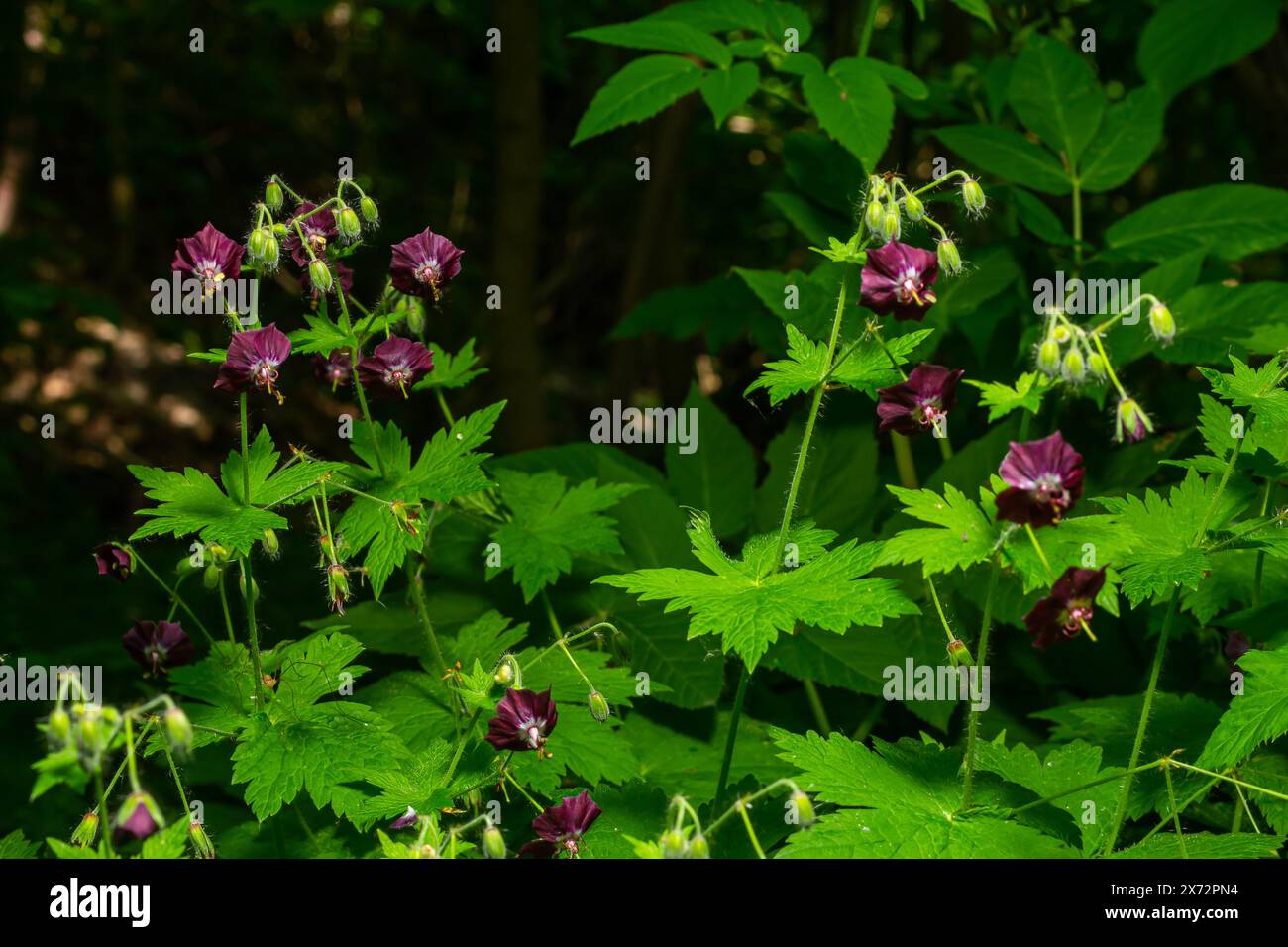 Purple and red flowers of Geranium phaeum Samobor in spring garden. Stock Photo