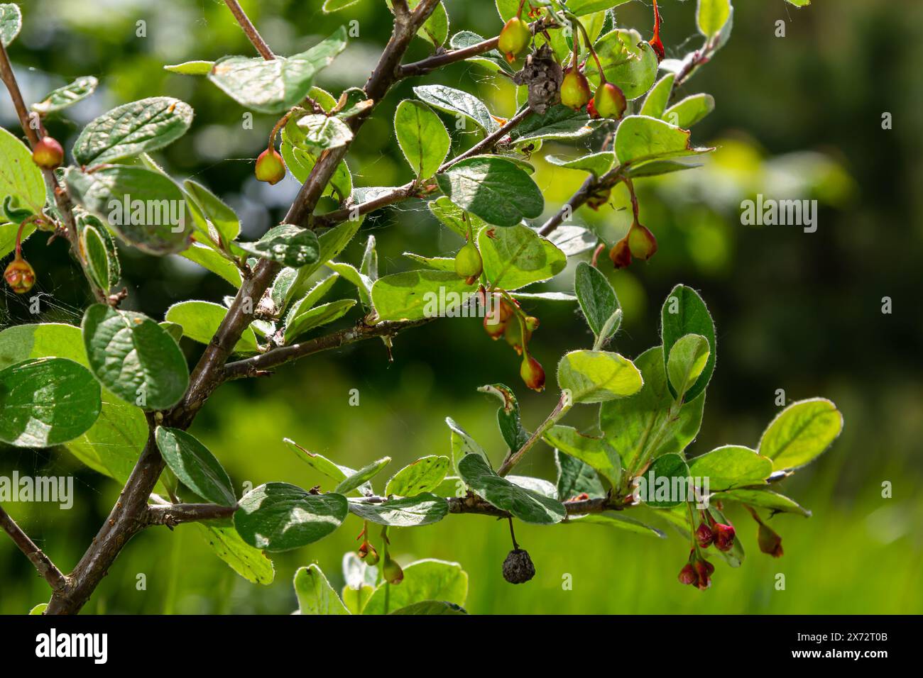 Cotoneaster integerrimus red autumn fruits and green leaves on branches, ripening hairy berries, green leaves. Stock Photo