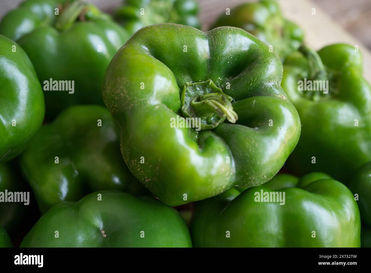 Bell pepper farming hi-res stock photography and images - Alamy