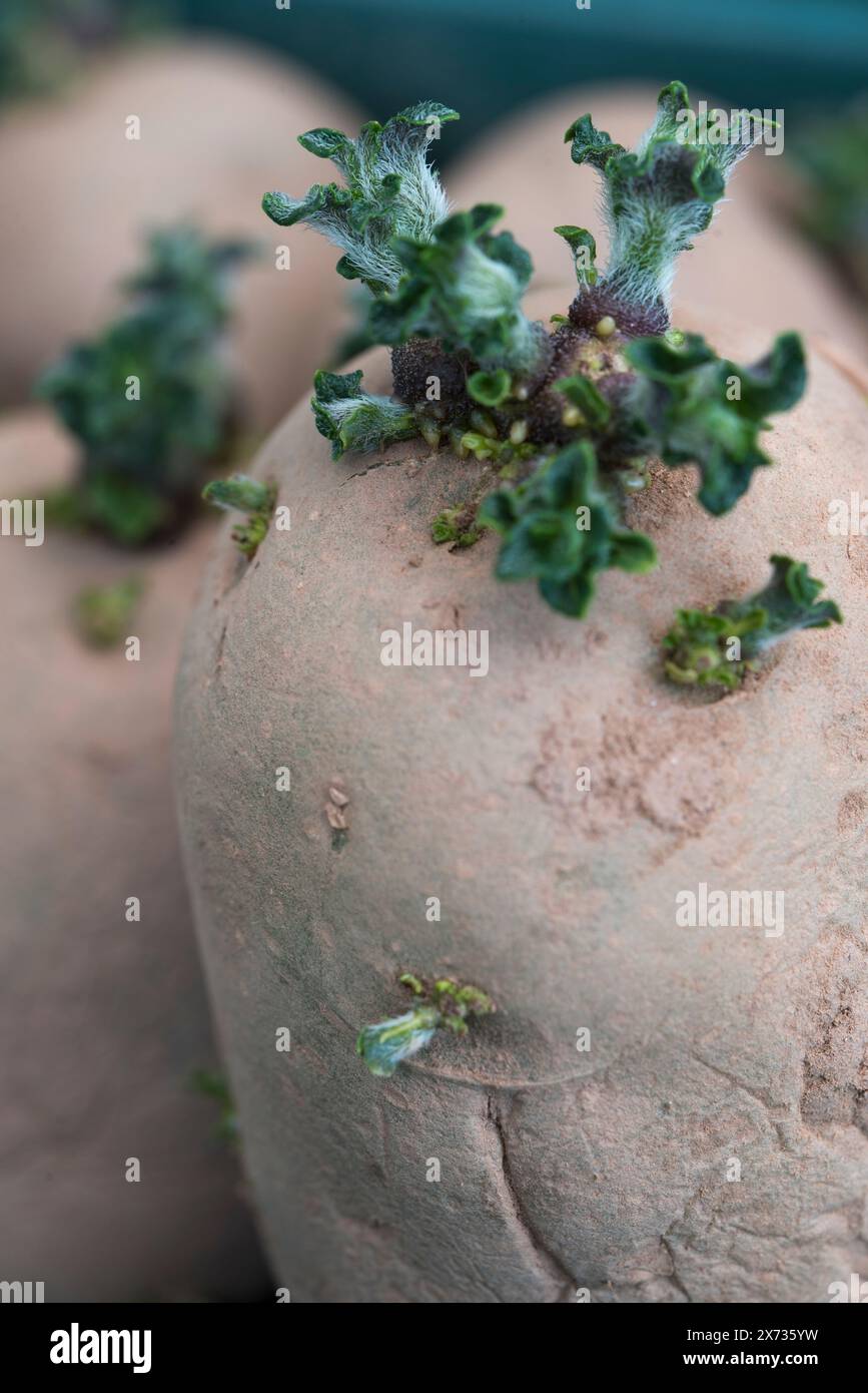 Swift, first early seed potatoes chitting in a tray Stock Photo