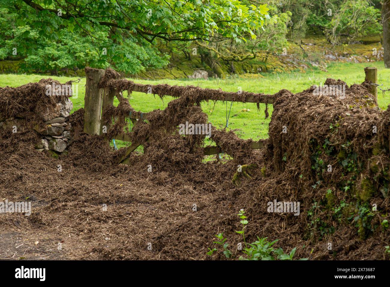 A gateway covered in farmyard manure, Carnforth, Lancashire, UK Stock Photo