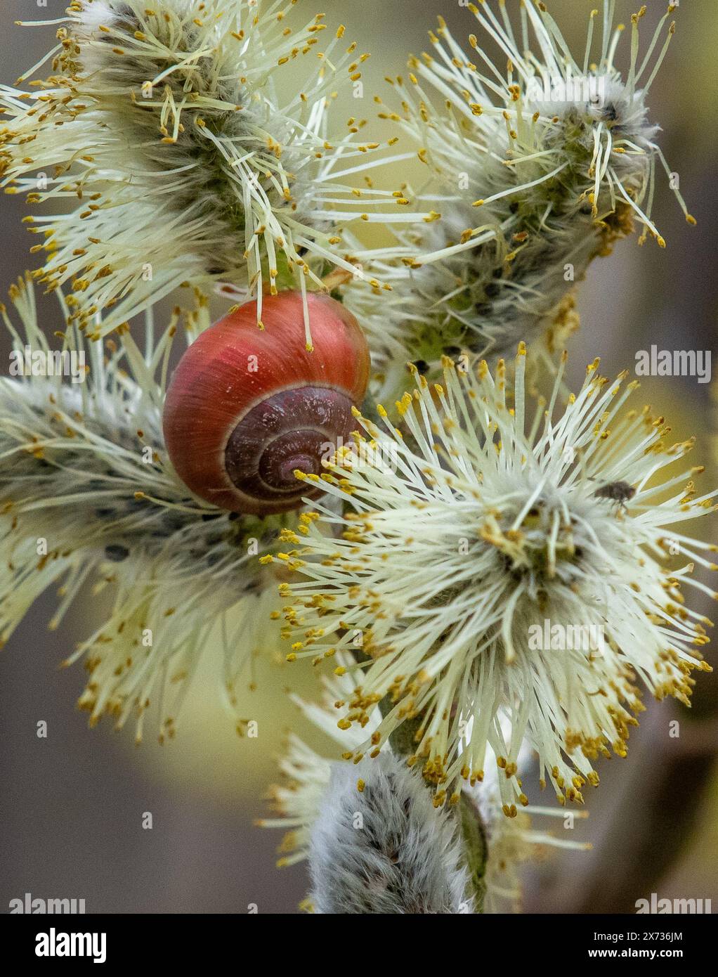 A red snail on a willow bush,  Arnside, Milnthorpe, Cumbria, UK Stock Photo