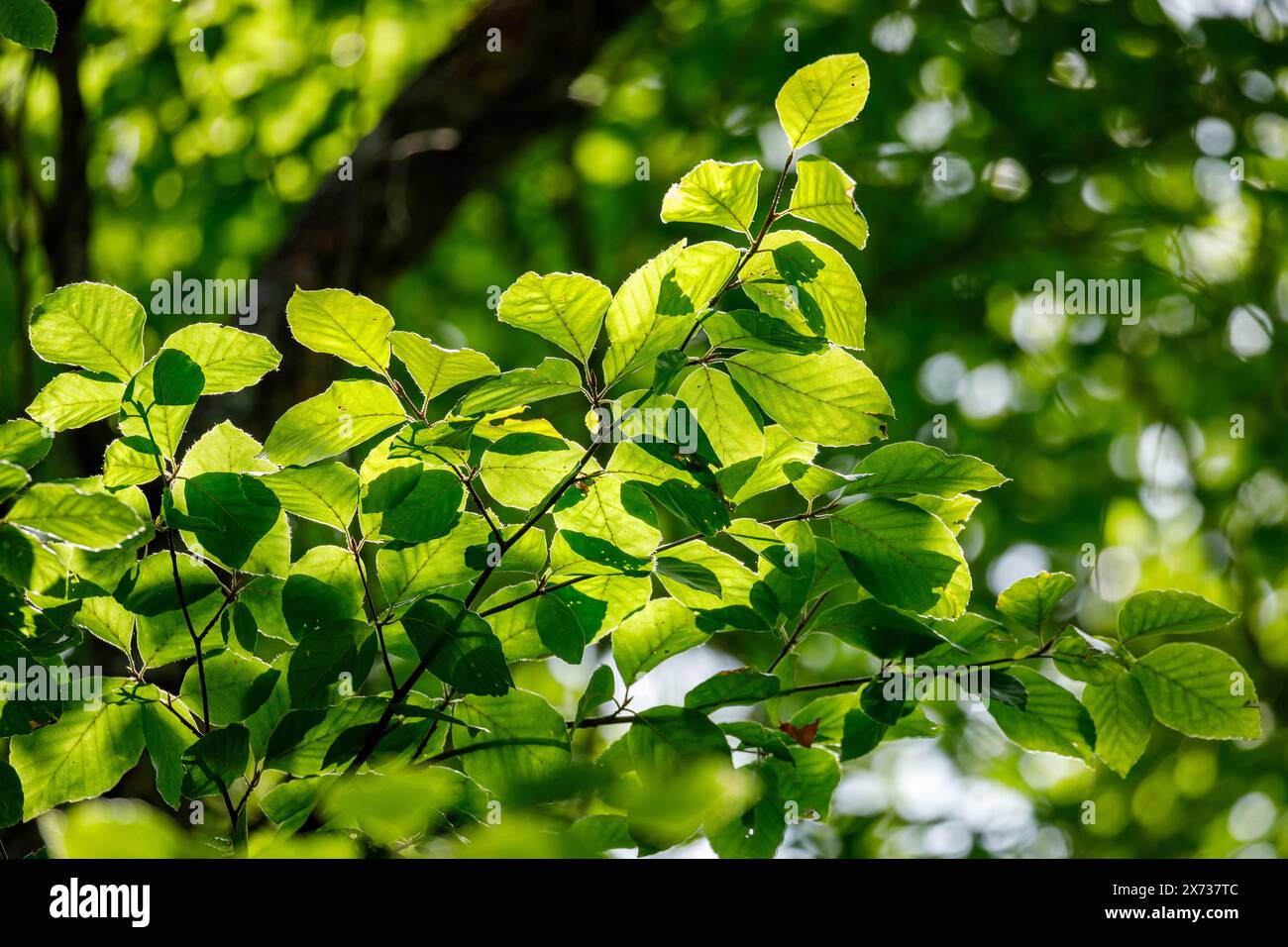 Green leaves in the forest Stock Photo