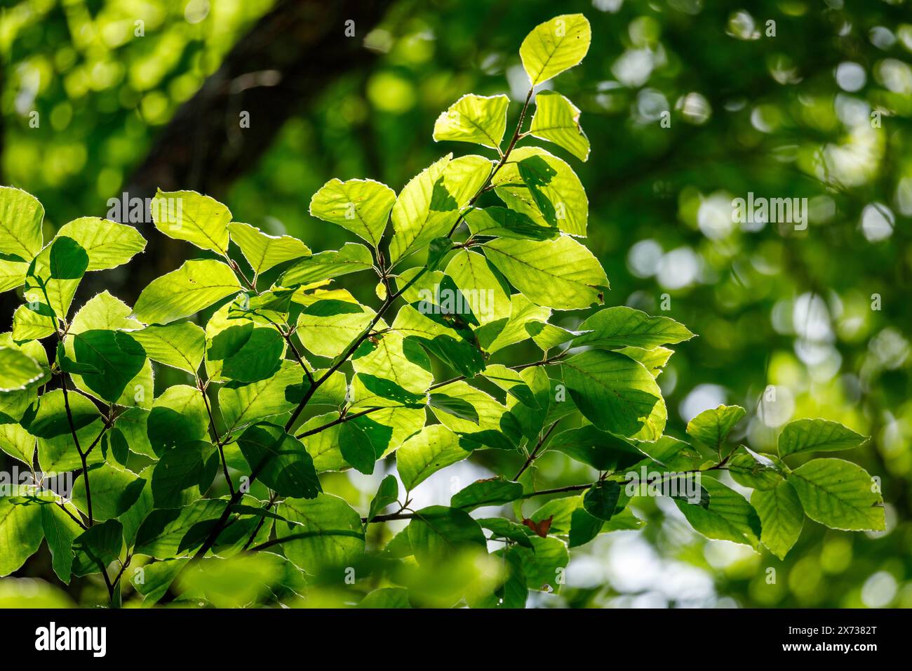 Green leaves in the forest Stock Photo