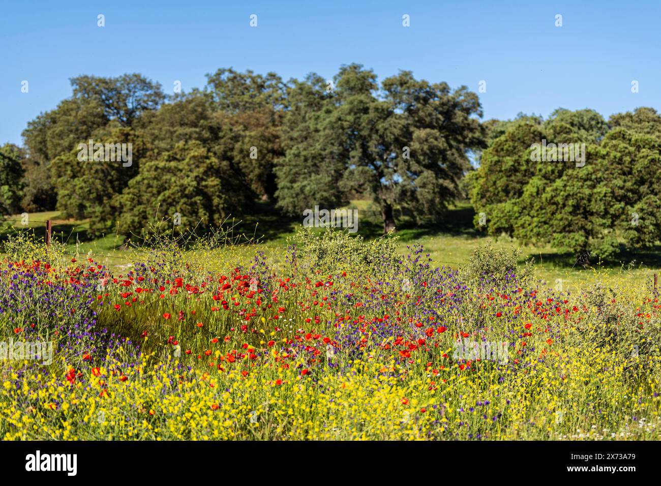 flowering wooded grasslands in spring, near Cazalla de La Sierra, Sierra Morena, Sierra Norte de Sevilla, province of Seville, Andalusia Stock Photo