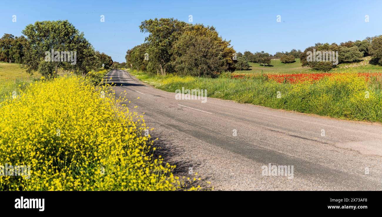 rural road in spring, Sierra Morena, Sierra Norte de Sevilla, province of Seville, Andalusia Stock Photo