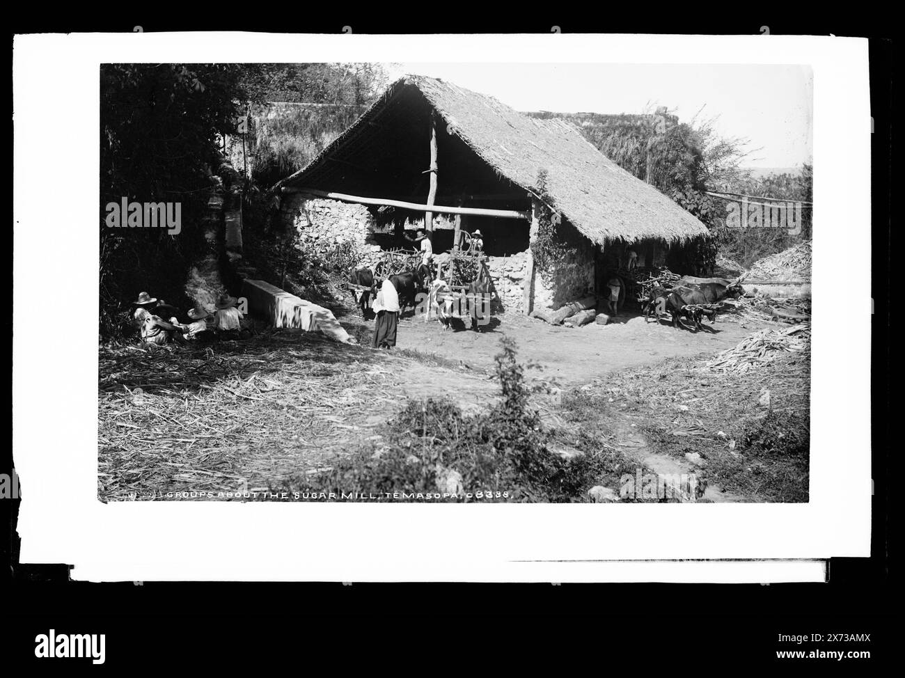 Groups about the sugar mill, Temasopa sic, Attribution to Jackson based on Catalogue of the W.H. Jackson Views (1898)., Possibly at Hacienda Tamasopo; possibly a sugar plantation., Detroit Publishing Co. no. X 8388., Gift; State Historical Society of Colorado; 1949,  Thatched roofs. , Sugar industry. , Industrial facilities. , Mexico, Tamasopo. Stock Photo