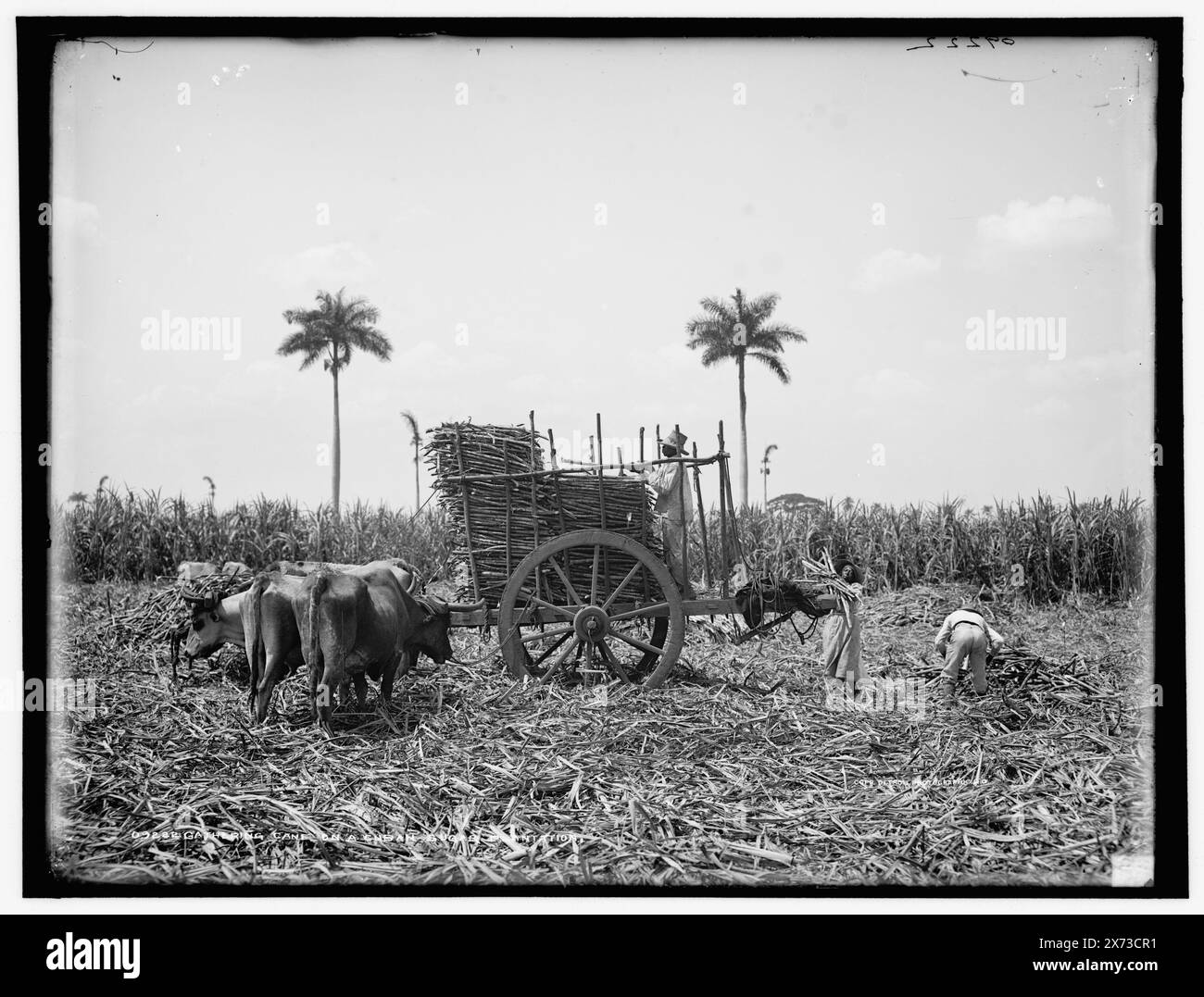 Gathering cane on a Cuban sugar plantation, Detroit Publishing Co. no. 09222., Gift; State Historical Society of Colorado; 1949,  Ox teams. , Sugar plantations. , Harvesting. , Cuba. Stock Photo