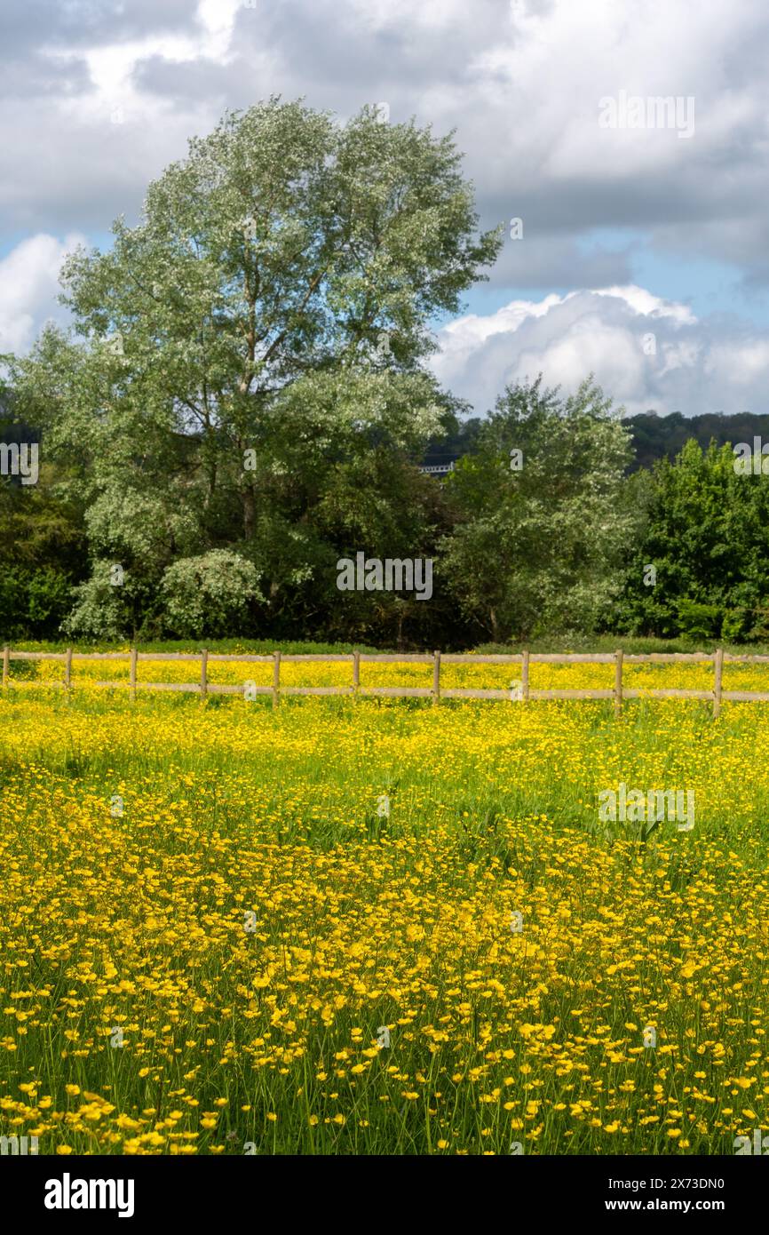 Countryside view from the Thames Path near Goring in Oxfordshire ...