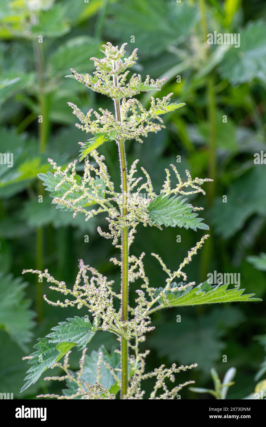 Stinging nettle (Urtica dioica, common nettle) with flowers, UK Stock