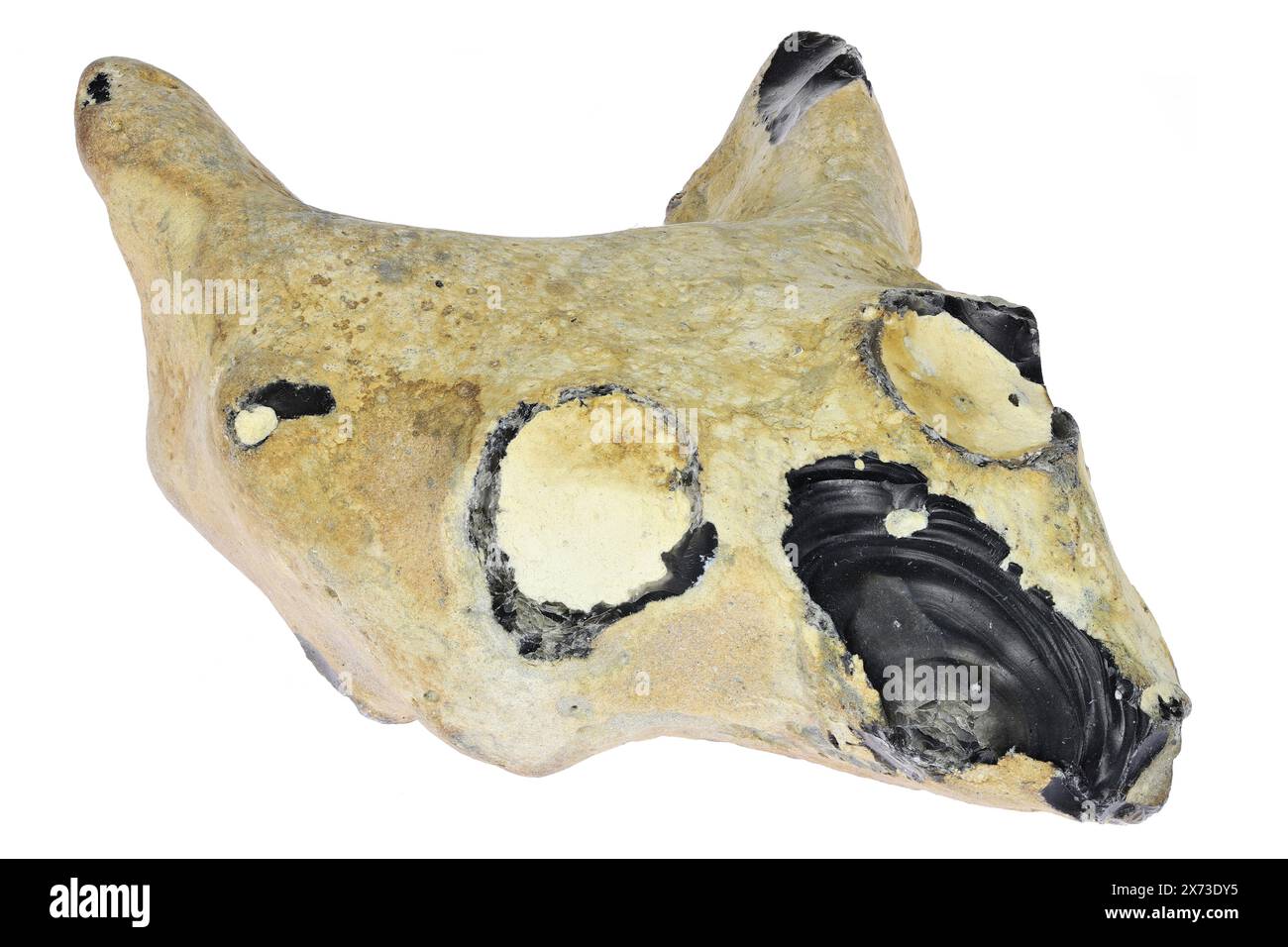 animal skull shaped flint from from Vlissingen, Netherlands isolated on white background Stock Photo