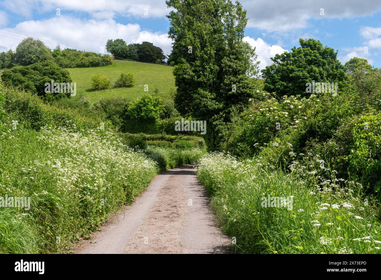 Wildflowers growing on roadside hi-res stock photography and images - Alamy
