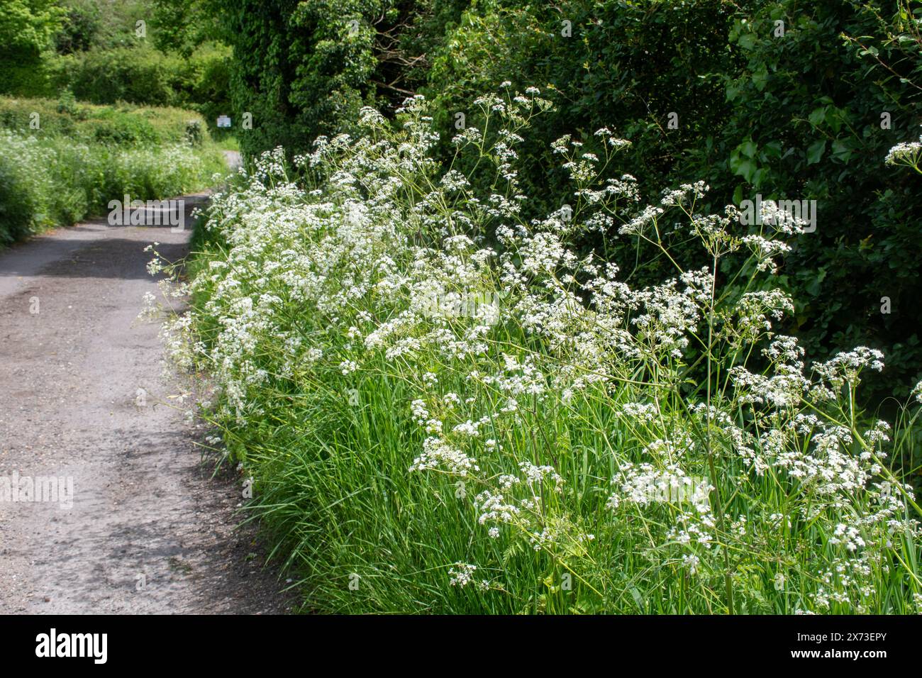 Wildflowers growing on roadside hi-res stock photography and images - Alamy