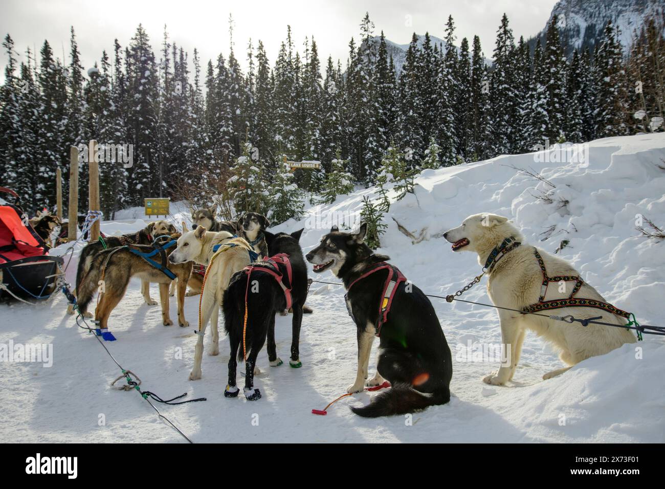 Canada, Alberta, Rocky Mountains, Banff National Park, Lake Louise, Dog sled, Stock Photo