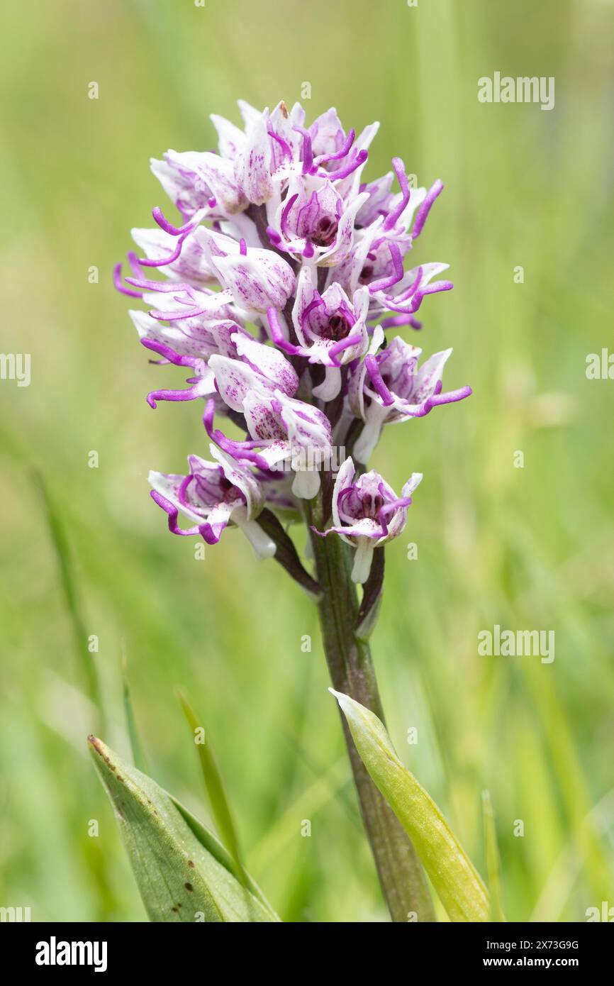 Monkey orchid (Orchis simia) on chalk downland in Oxfordshire, England, UK, during May Stock Photo