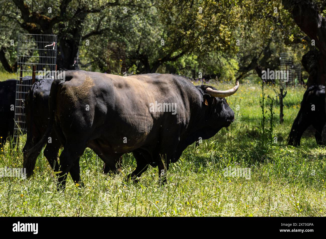 breeding of brave livestock, fighting bulls, near Cala -Sierra de Los Gabrieles-, Huelva, Andalucia, Spain Stock Photo