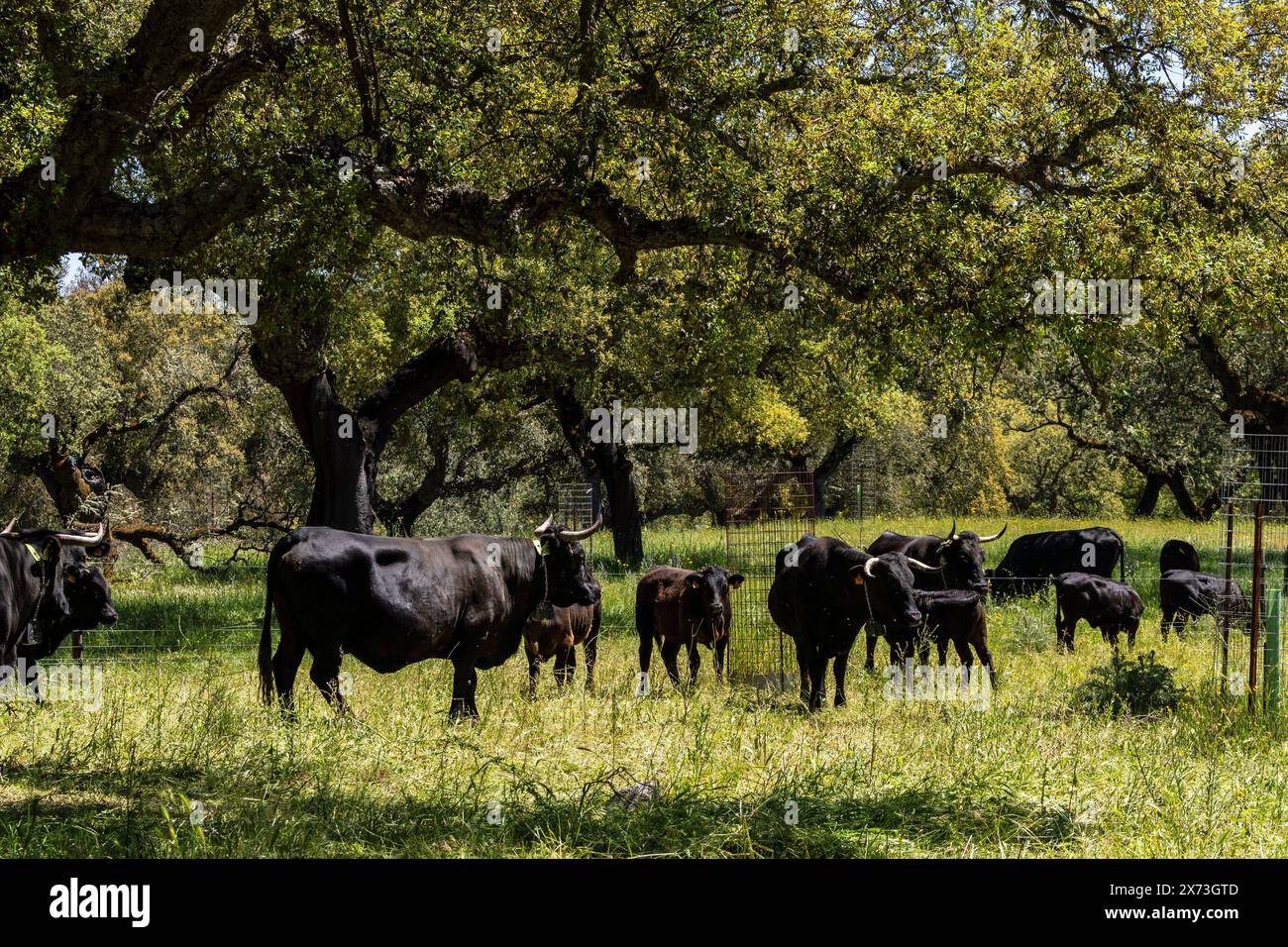 breeding of brave livestock, fighting bulls, near Cala -Sierra de Los Gabrieles-, Huelva, Andalucia, Spain Stock Photo