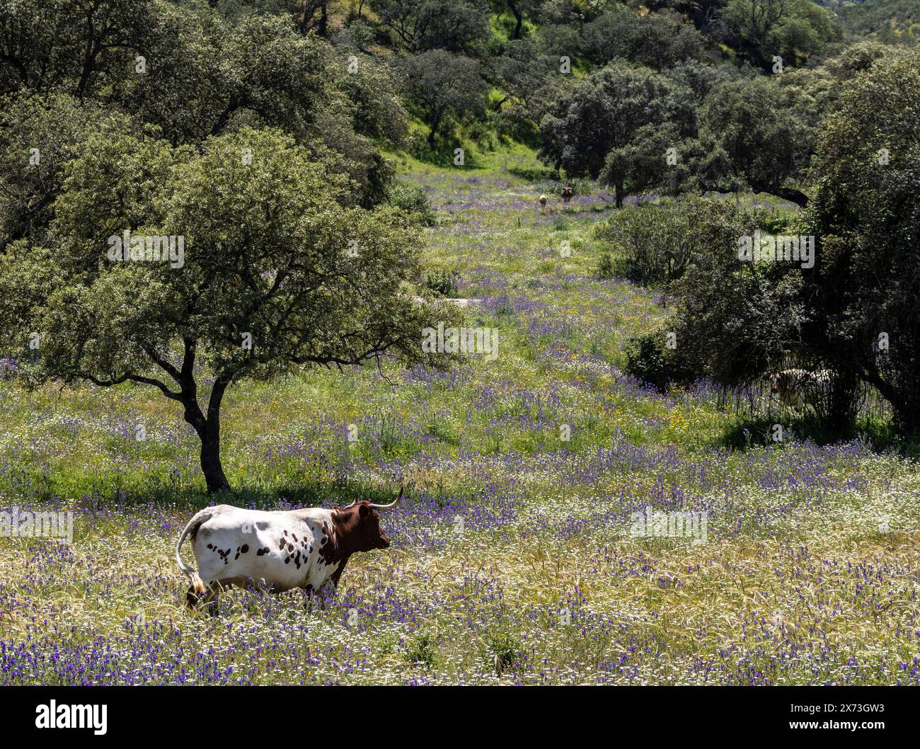 cows grazing in a flowery pasture, Aracena reservoir, Huelva, Andalusia, Spain Stock Photo