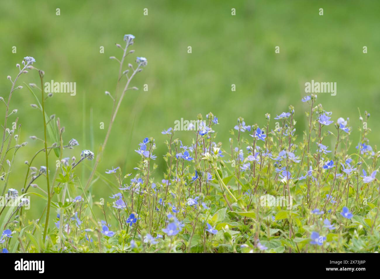 Blue wildflowers growing on an anthill in chalk grassland, including speedwell and forget-me-nots, England, UK, during May Stock Photo