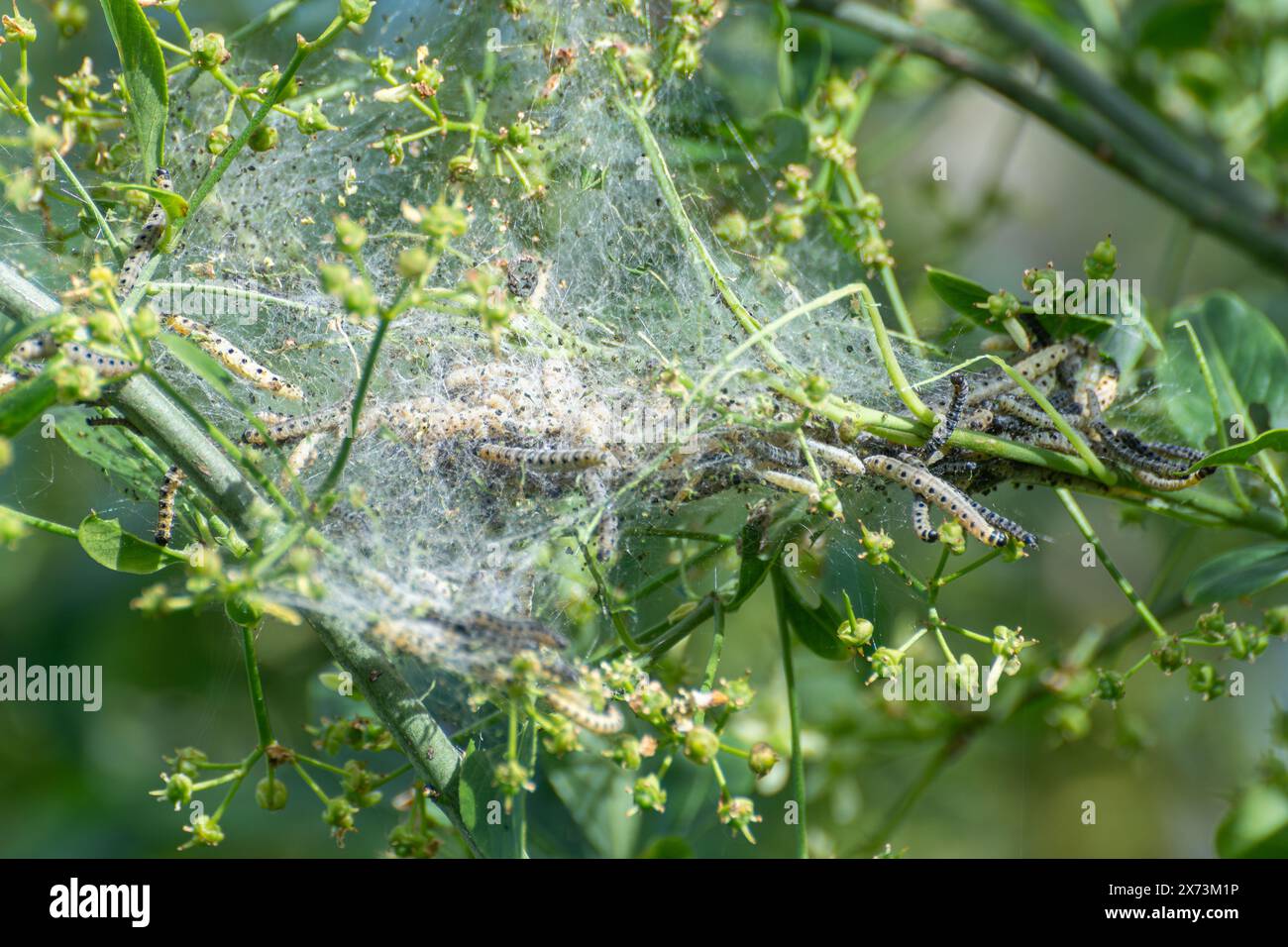 Spindle ermine moth caterpillars (Yponomeuta cagnagella) in silken tented webs on spindle trees  - Yponomeuta cagnagella Stock Photo