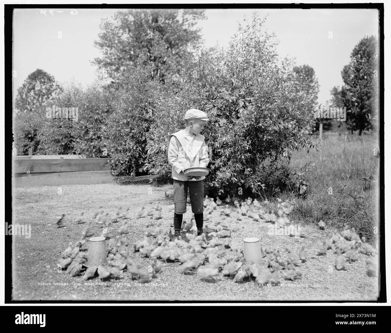 Ducklings feeding Cut Out Stock Images & Pictures - Alamy