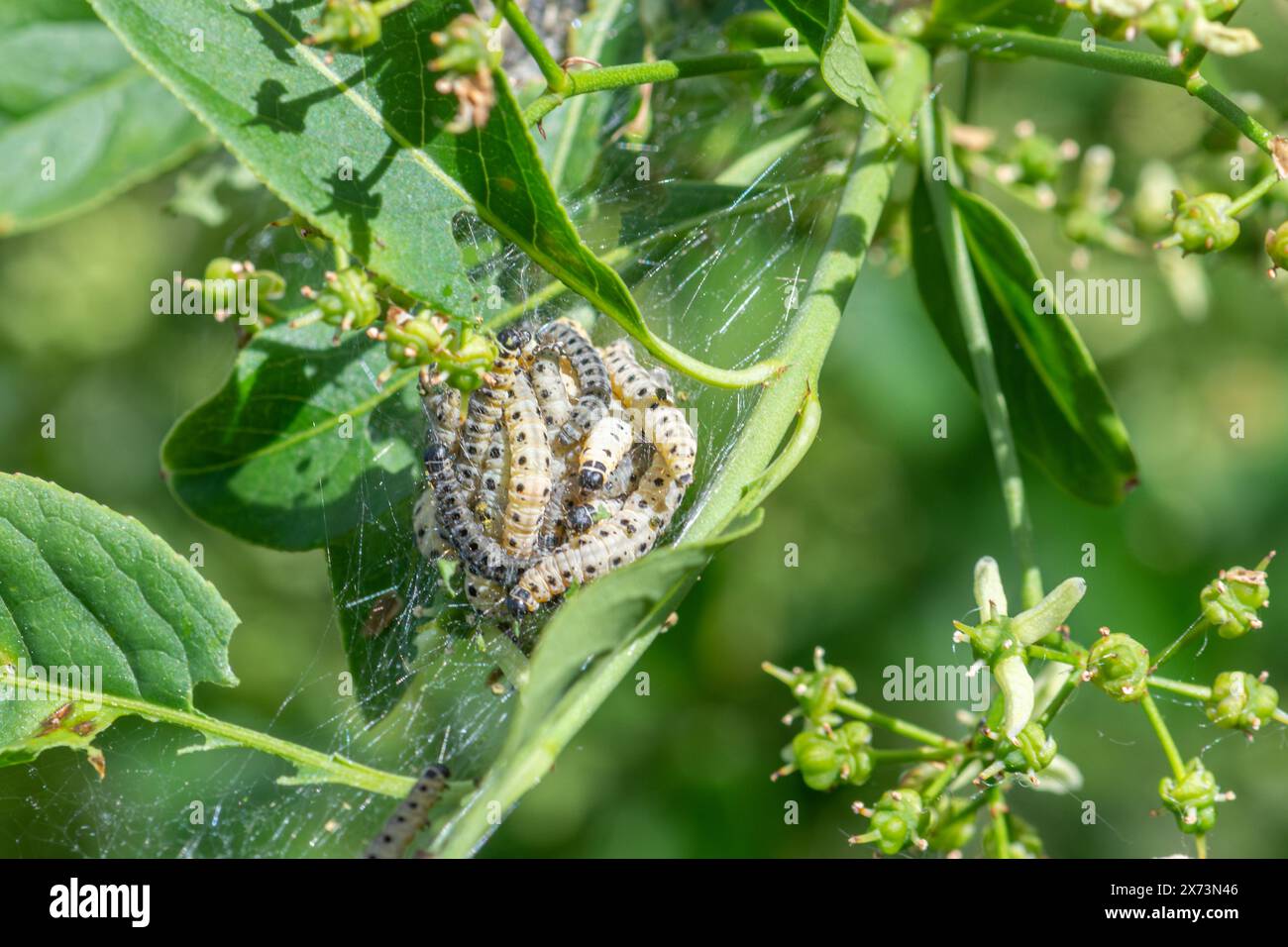Spindle ermine moth caterpillars (Yponomeuta cagnagella) in silken tented webs on spindle trees  - Yponomeuta cagnagella Stock Photo
