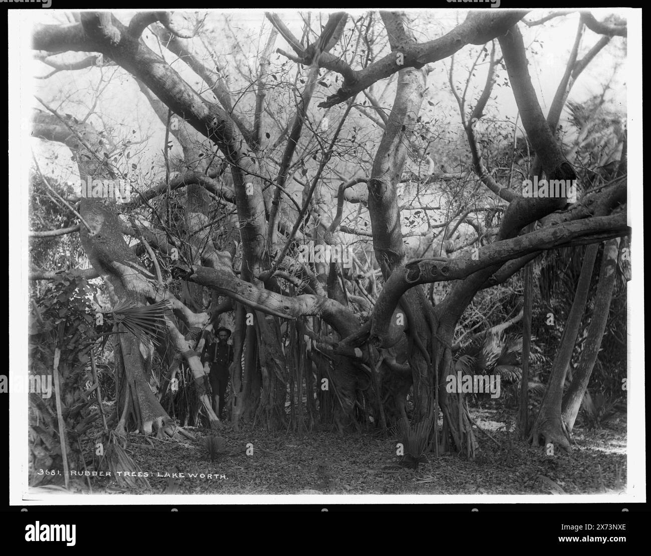 Rubber trees, Lake Worth, Attribution to Jackson based on Catalogue of the W.H. Jackson Views (1898)., Corresponding glass transparency (same series code) available on videodisc frame 1A-28790., Detroit Publishing Co. no. 3681., Gift; State Historical Society of Colorado; 1949,  Rubber trees. , United States, Florida, Lake Worth. Stock Photo